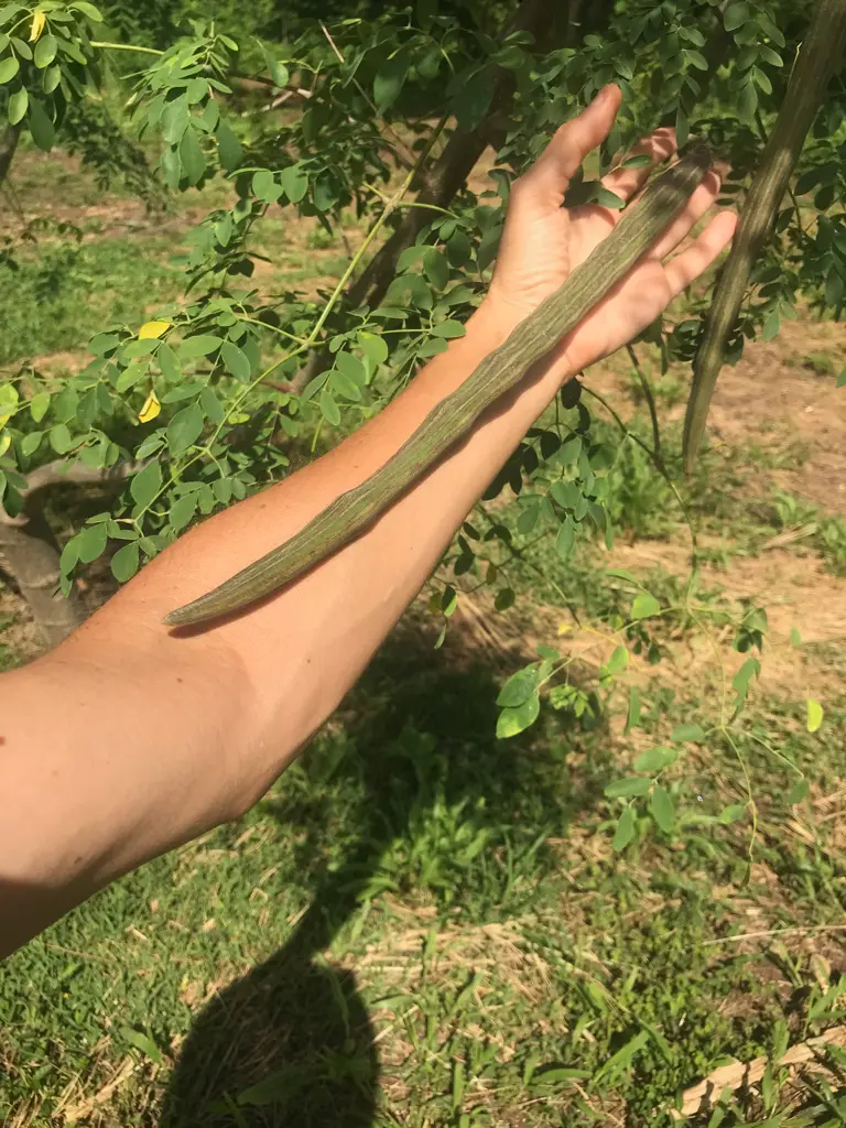 moringa