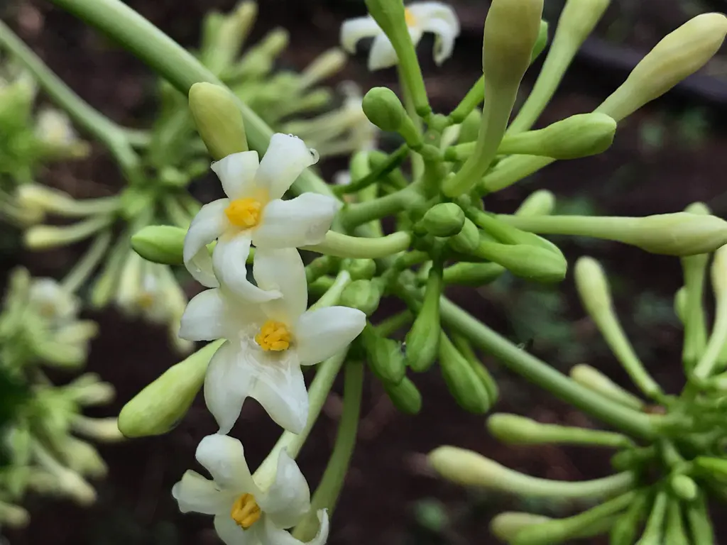 papaya blossoms
