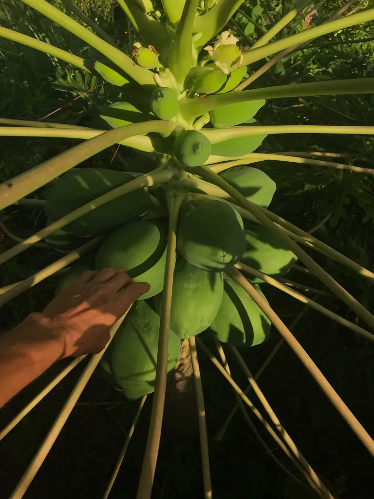 papaya