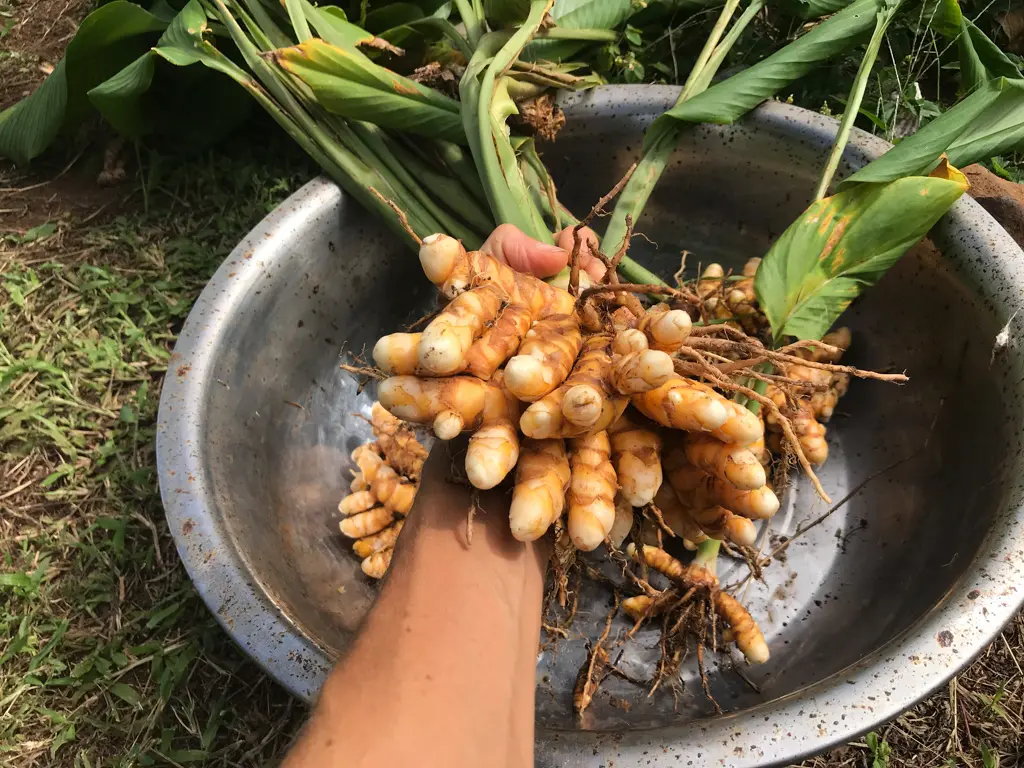 turmeric