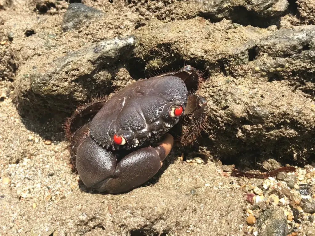 crab