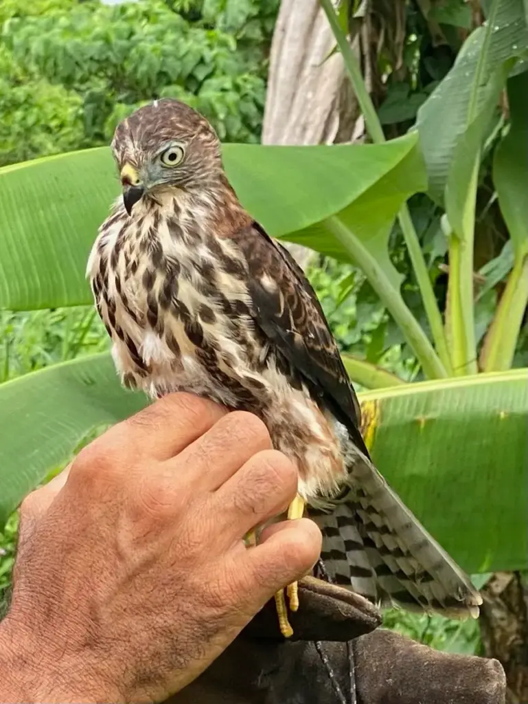 fijian hawk