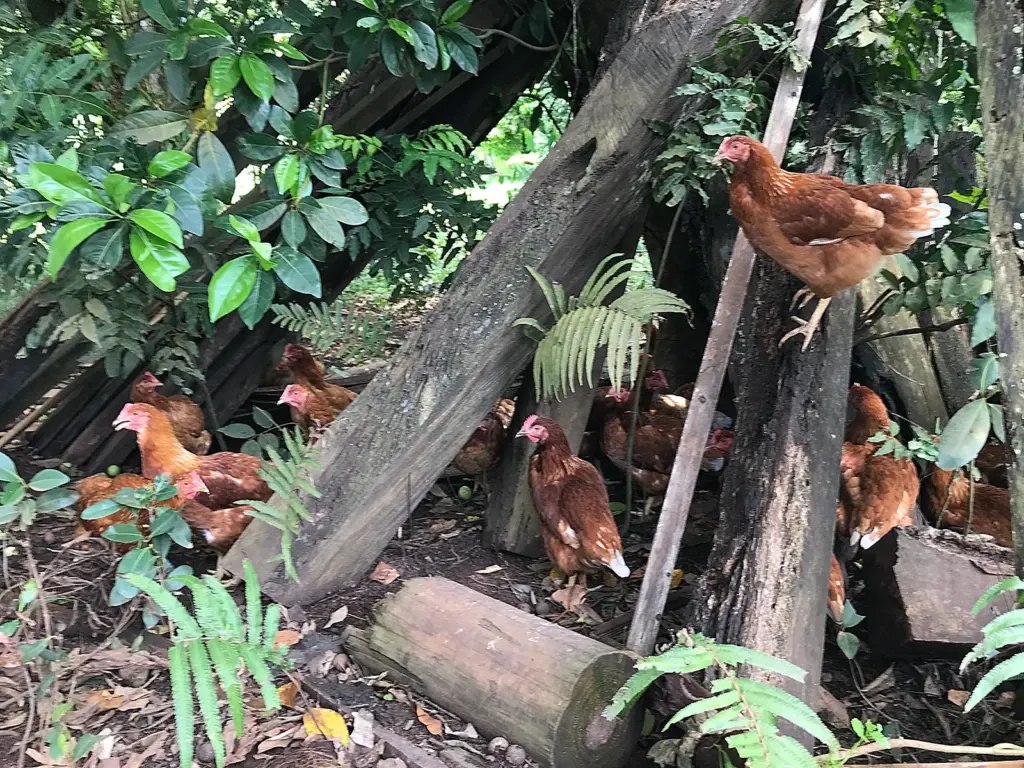 chickens dilo tree