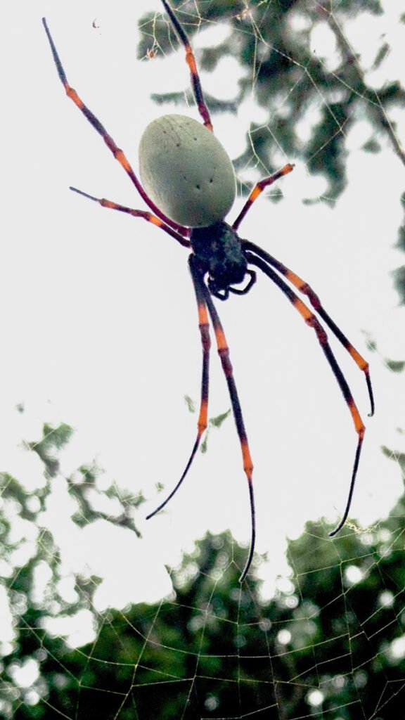 spider