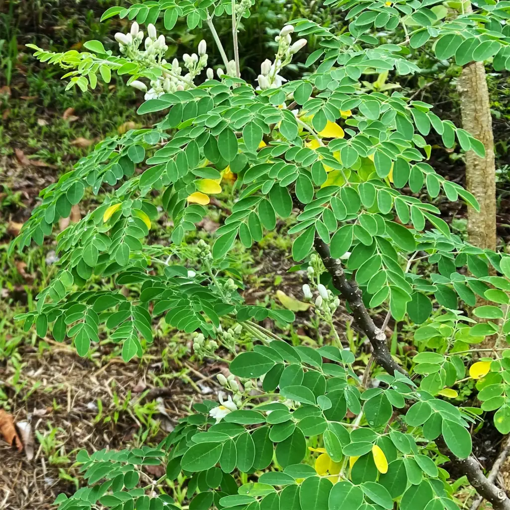 moringa leaves